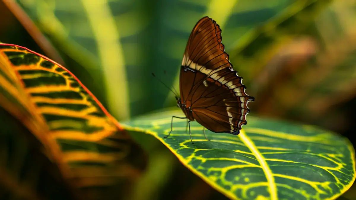 Una mariposa sobre una hoja con nervios marcados en ARTIS Amsterdam