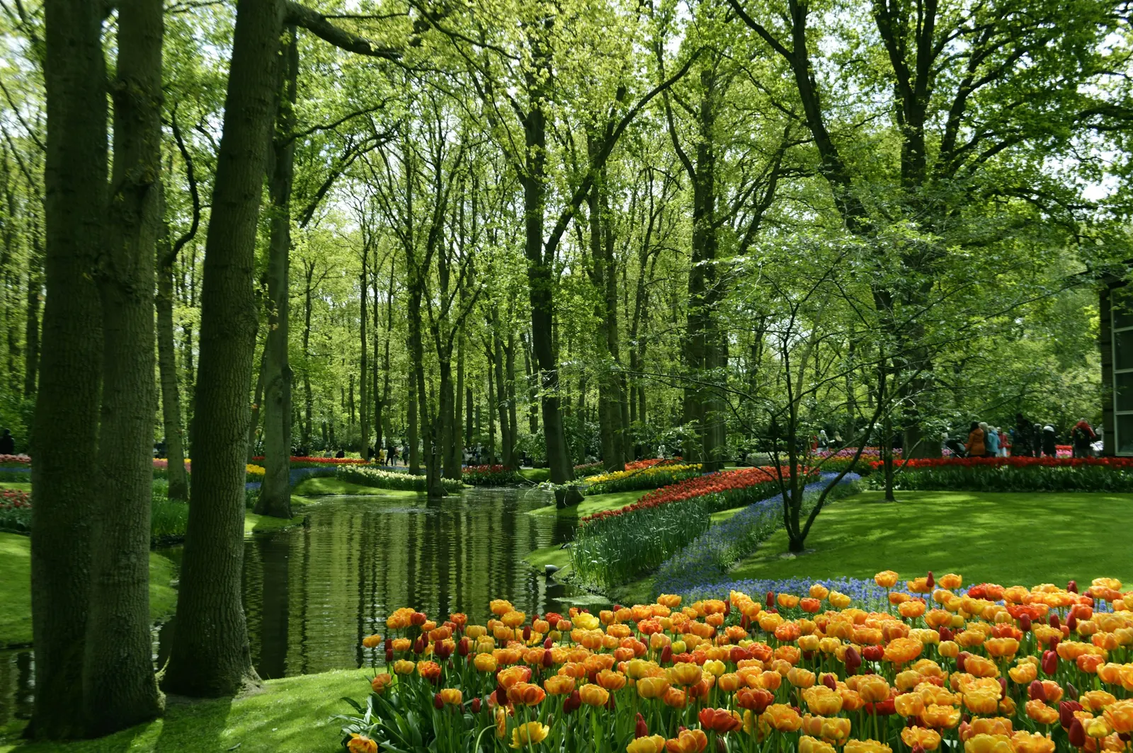Tulpenperken en een blauwe stroom druifhyacinten onder hoge bomen in de Keukenhof