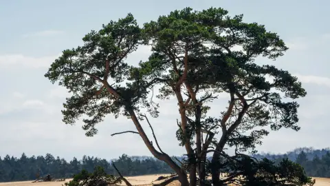 Pine trees growing among sand drifts in De Hoge Veluwe National Park