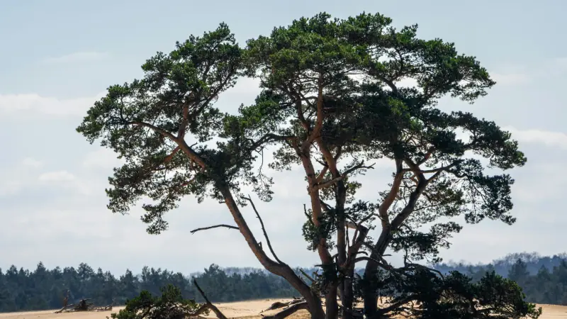 Pine trees growing among sand drifts in De Hoge Veluwe National Park