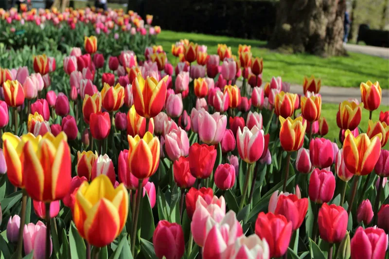 Keukenhof Garden Tour, photo 1