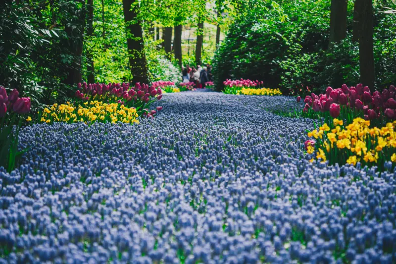 Keukenhof Garden Tour, photo 2
