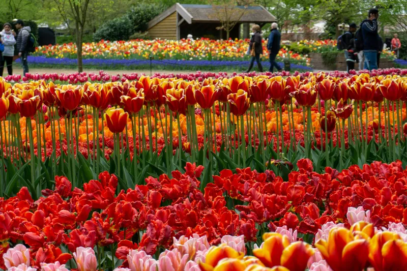 Keukenhof Garden Tour, photo 3